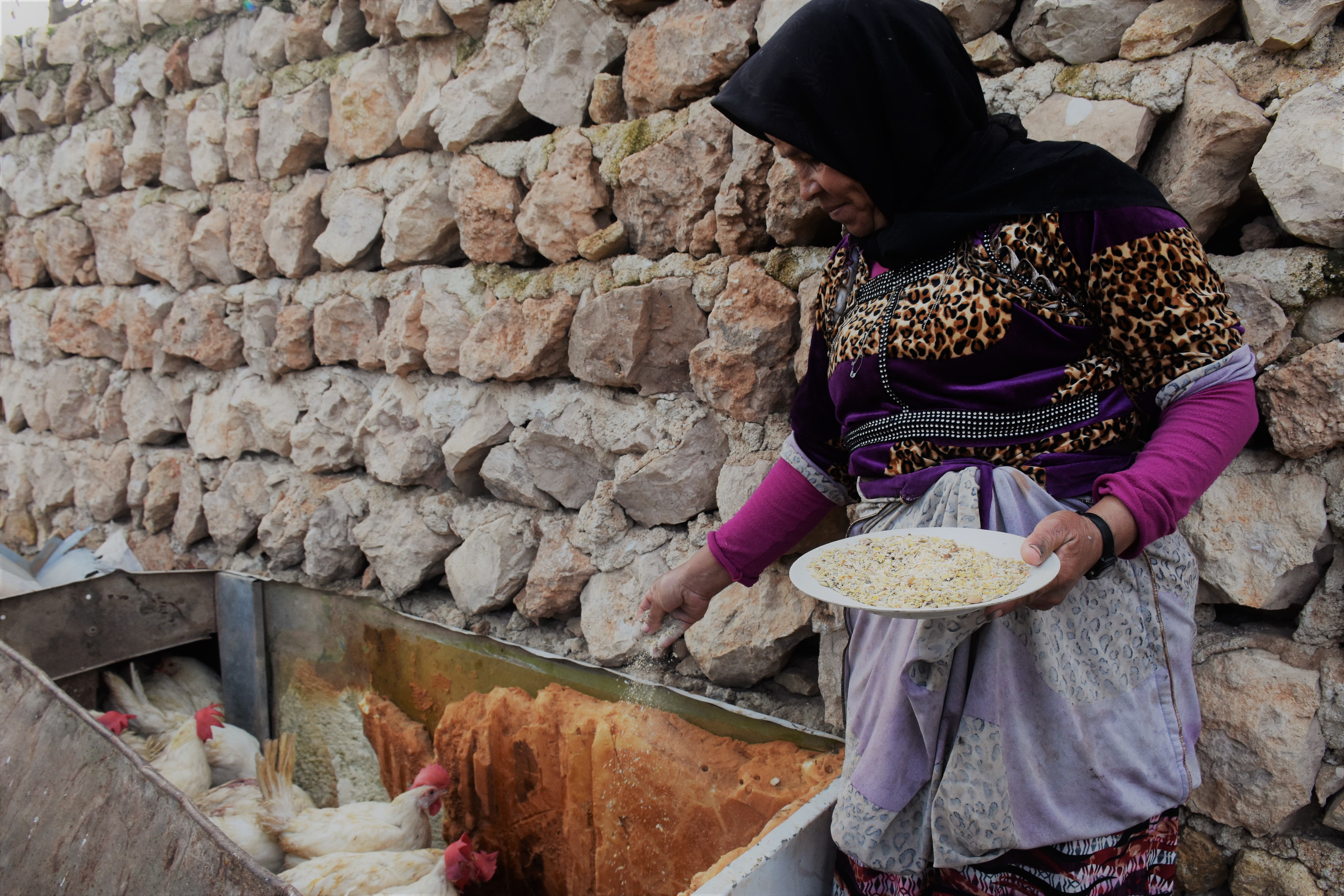 持續的戰火令國內的經濟活動幾乎完全停頓，國民的生計因而大受影響。Nouf曾經逃離原居地阿勒坡（Aleppo），近來當地局勢相對穩定，她決定返回阿勒坡。樂施會向Nouf及附近社區超過250個家庭提供雞隻及飼料，讓他們可以透過飼養牲畜、售賣雞隻和雞蛋，重建生計。（攝影︰Dania Kareh / Oxfam）